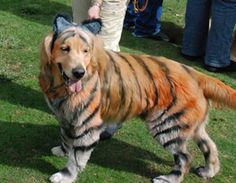 a dog that is standing in the grass