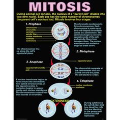 an info poster describing the different types of mitosis and how they are used