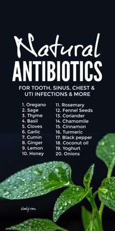 Antibiotic Resistance, Herbs And Plants, Sinus Problems, Natural Antibiotics, Cough Remedies, Cold Remedies