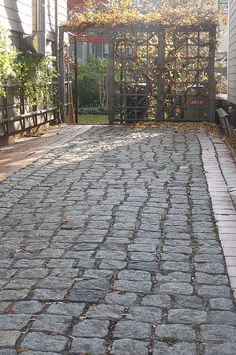 a cat sitting on the ground in front of a gated area with trees and bushes