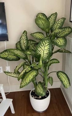 a large green plant in a white pot on a wooden floor next to a television