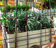 some plants are growing in a potted planter