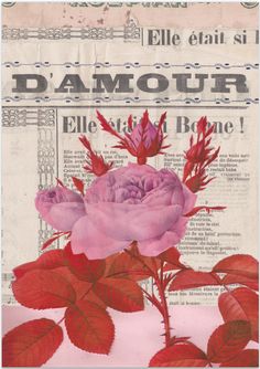 a pink rose with red leaves on it and the words damour written in french