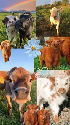 four different pictures of cows in the grass