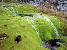 green moss growing on the side of a mountain with water running down it's sides