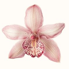 a pink and white orchid flower on a white background with the petals still blooming