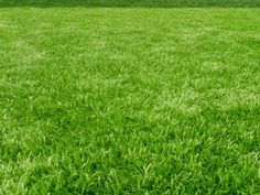 a red fire hydrant sitting in the middle of a lush green field with no one around it