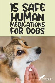 a dog is being petted by its owner with the caption, is safe human medicationss for dogs?