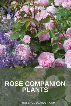 pink roses and purple flowers with the words rose companion plants overlayed by green leaves