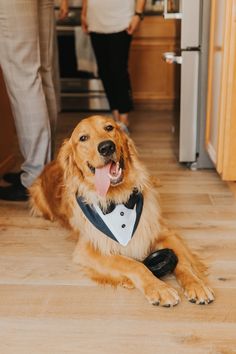 a golden retriever wearing a tuxedo sits on the kitchen floor