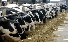 cows are lined up in the barn to eat some hay or feed on their own