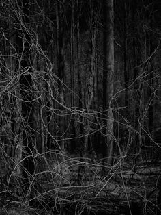 black and white photograph of tree branches in the woods with dark lighting from behind them