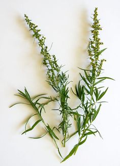 some very pretty green plants on a white wall