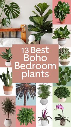 the 13 best boho bedroom plants