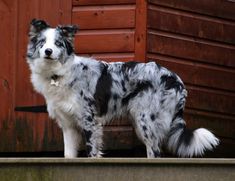 a black and white dog standing in front of a building