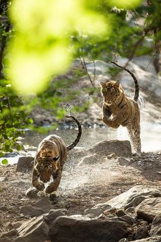 two tigers playing in the water near some rocks and trees, with one running towards the camera