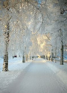 a snow covered road with trees on both sides