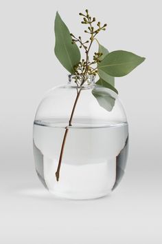 a plant in a vase filled with water