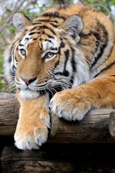 a large tiger laying on top of a wooden log