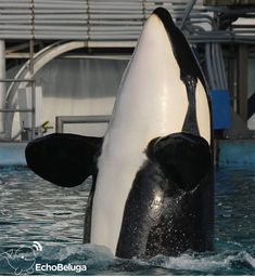 an orca jumping out of the water in front of a boat at seaworld