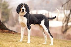 a large black and white dog standing on top of a grass covered field with trees in the background