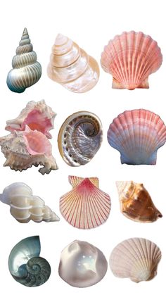 various seashells are arranged on a white background