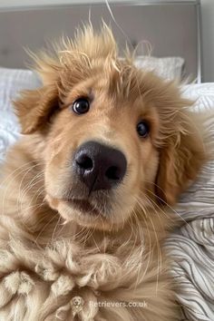 a close up of a dog laying on a bed with its hair blowing in the wind