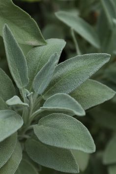 a close up view of the leaves of a sage plant with green foliage in the background