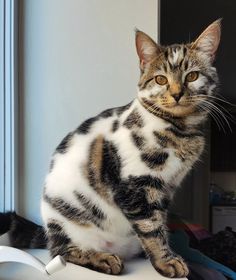 a cat sitting on top of a table next to a window