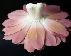 a pink flower with white petals on it's end and a black back ground