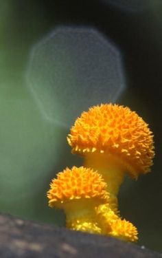 two yellow flowers sitting on top of a rock