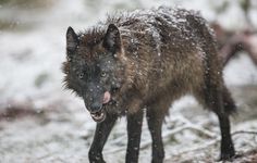 a wolf standing in the snow with its mouth open