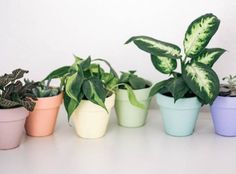 several potted plants are lined up on a white countertop in pastel colors