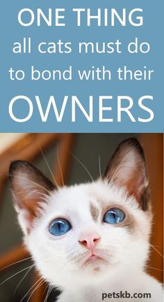 a white cat with blue eyes and the caption, one thing all cats must do to bond with their owners