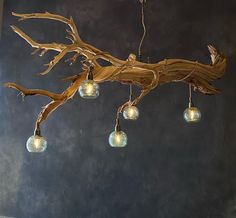 a branch with lights hanging from it