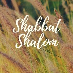 the words shabalt shaldon are in front of some tall grass