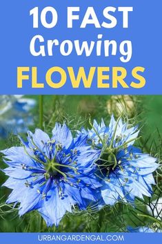 blue flowers with the words 10 fast growing flowers