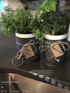 two potted plants sitting on top of a kitchen counter