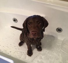 a brown dog is sitting in the bathtub