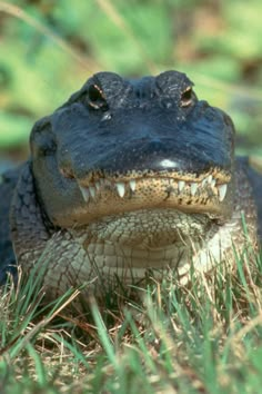 an alligator laying in the grass with its mouth open