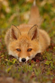 a small red fox laying in the grass