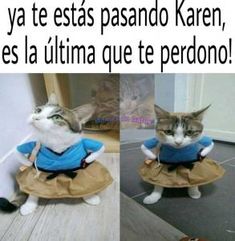 a cat wearing a dress and sitting on the floor next to a mirror with caption in spanish