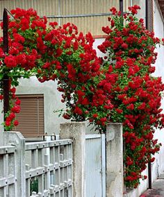 red flowers are growing on the side of a white building with a wooden fence and gate