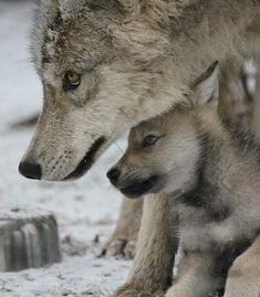 two gray wolfs standing next to each other in the snow