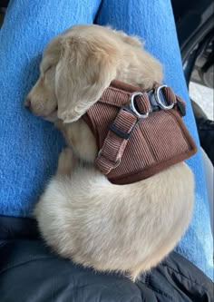 a small dog is wearing a harness on its back while sitting in someone's lap