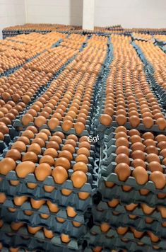 several rows of eggs in trays lined up