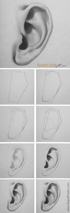 the steps to draw an ear