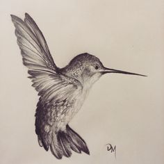 a pencil drawing of a hummingbird in flight