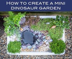 how to create a mini dinosaur garden with rocks and stones in the ground, including plants