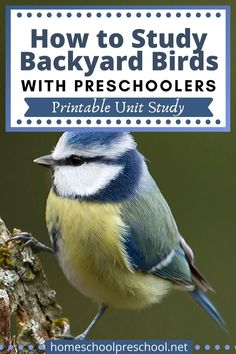 a blue and yellow bird sitting on top of a tree branch with text overlay reading how to study backyard birds with preschoolers printable unit study